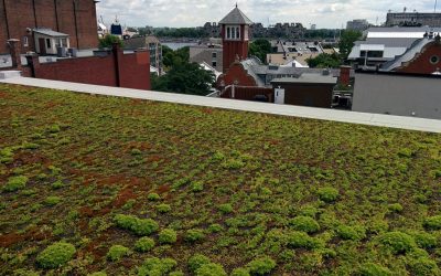 Raconte-moi un terrain – Interview avec Caroline Gagnon – Un toit vert: un lieu à fréquenter, ou du moins, un espace à contempler
