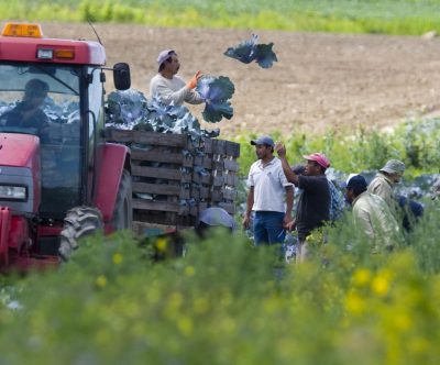 Travailleurs migrants Crédits photo : Jacques Nadeau, Le Devoir, 2019